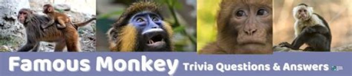 51 Monkey Trivia Questions and Answers
