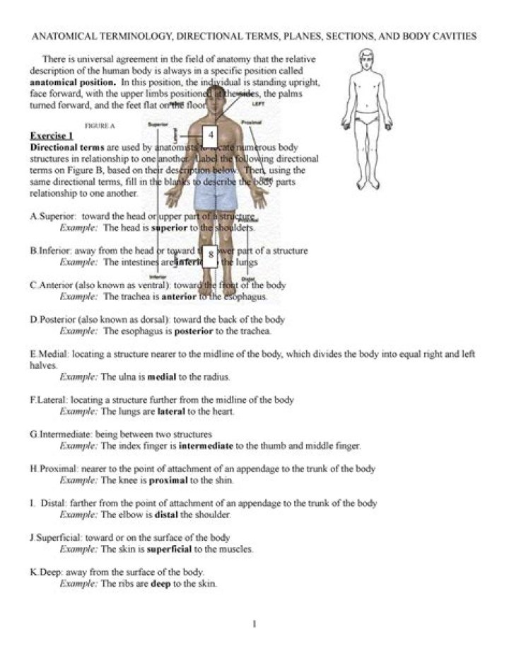 Anatomical Regional Terms — Printable Worksheet