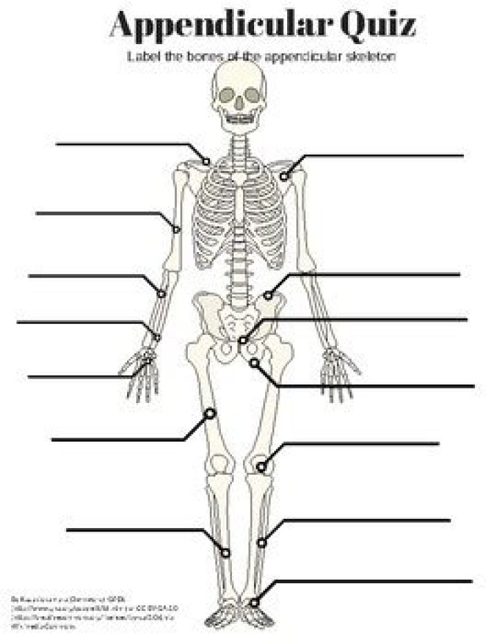 Appendicular Skeleton Labeling Quiz