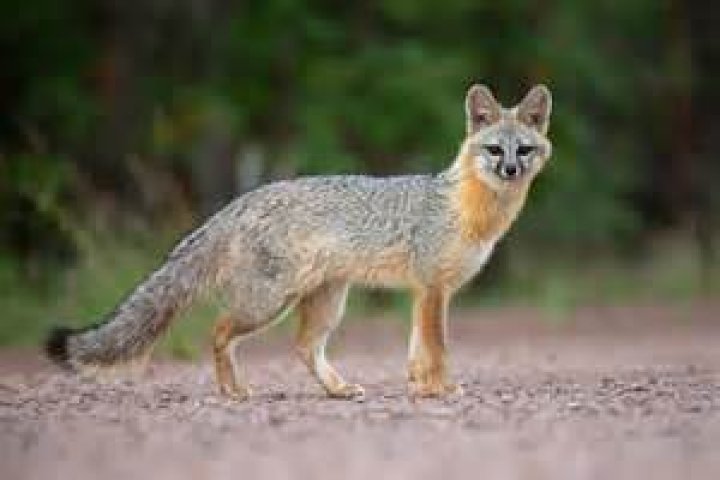 Are foxes in Sea of Thieves?