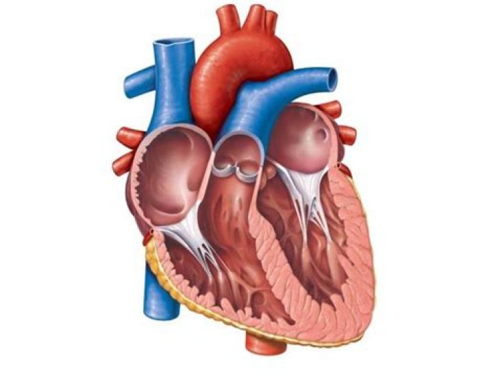 BIO173 - Heart Anatomy - Coronal Section Quiz