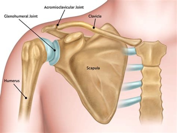 Bones of the Shoulder Joint Quiz