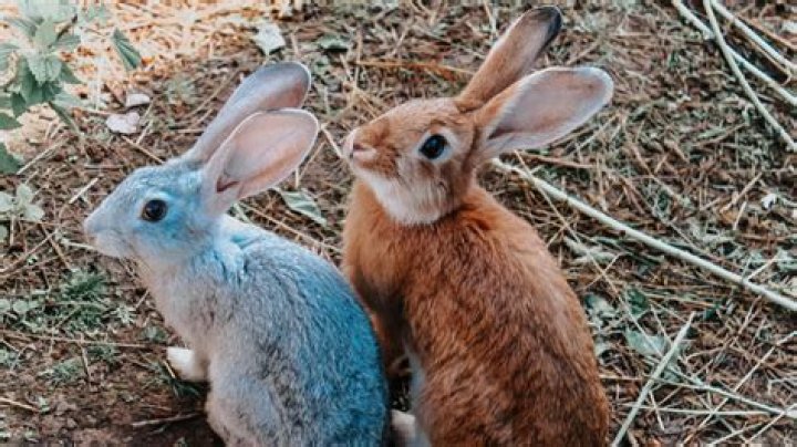 Can I breed my Cinderace?