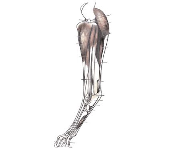 Canine crus muscles lateral view Quiz