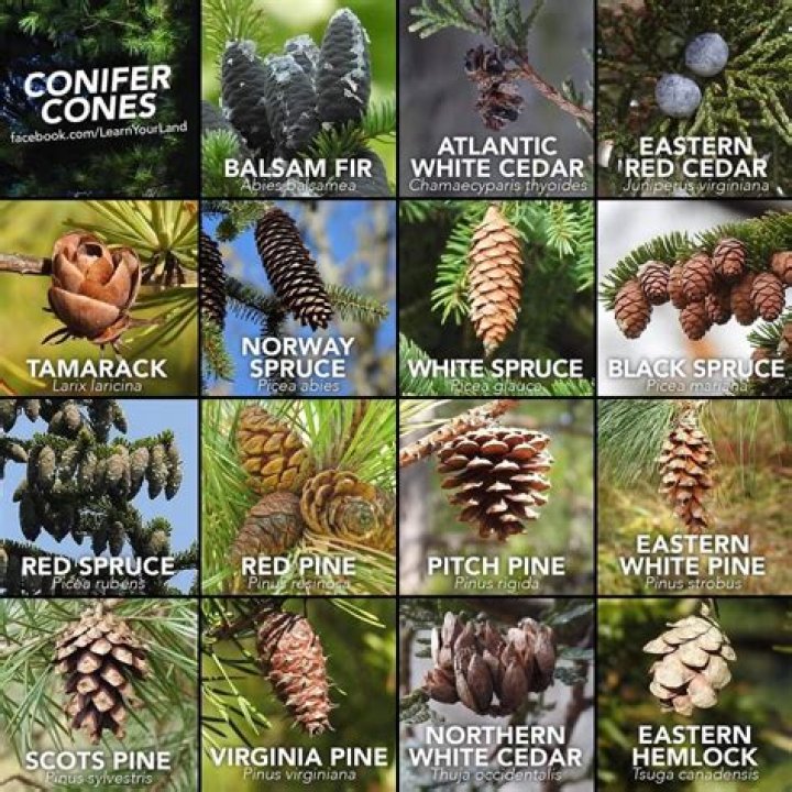 Coniferous tree with cones crossword clue answer