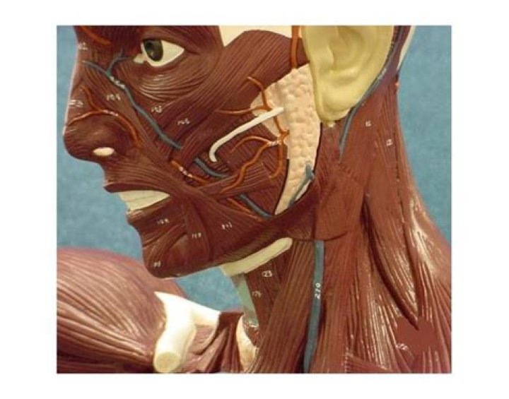 Cosmo Head Lateral Quiz