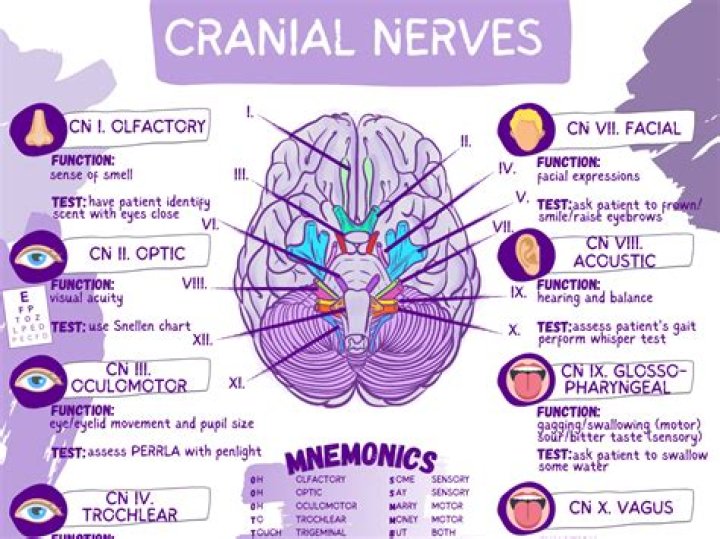 Cranial Nerves - Name and Number Quiz