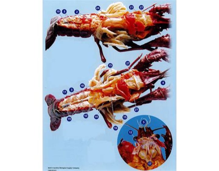 Crayfish Anatomy (Internal) Quiz
