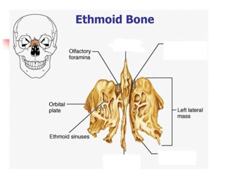 Ethmoid Bone Labeling Quiz