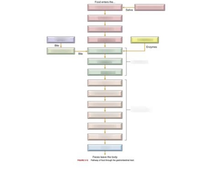 Flow Chart of the digestive system Quiz