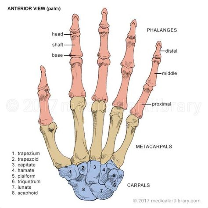 Hand Anatomy Quiz