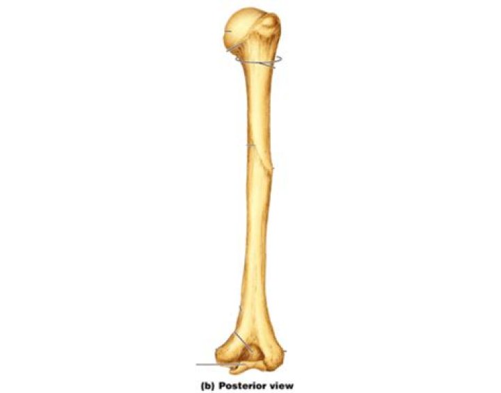 Humerus Right, Posterior View Quiz