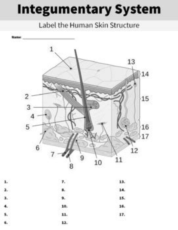 Integumentary System, skin structure Quiz