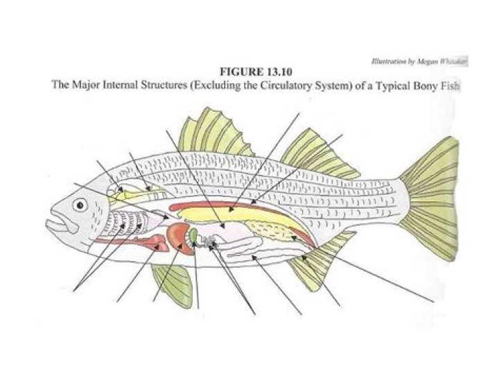 Internal Organs Of a Fish Quiz