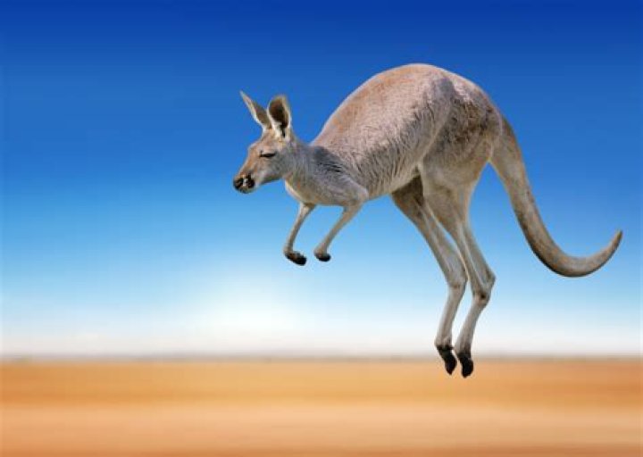 Kangaroo Hop