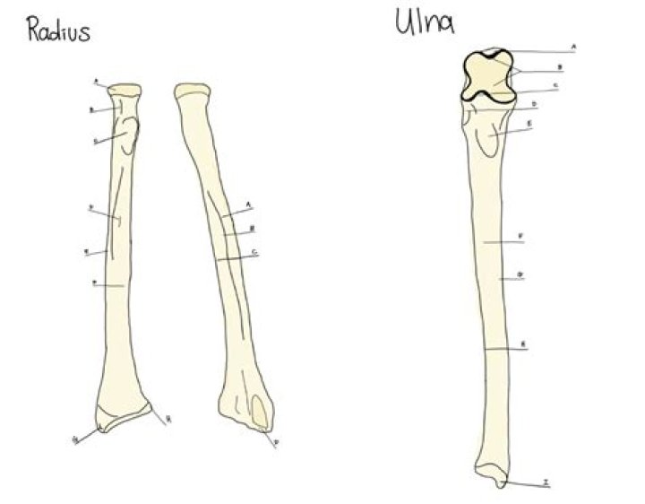Label Parts of the Radius & Ulna Quiz