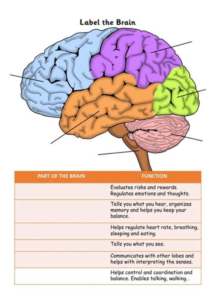 Label the Lobes of the Brain Quiz