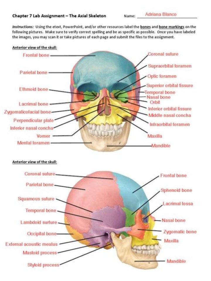 Labeling the Axial Skeleton - Skull — Printable Worksheet