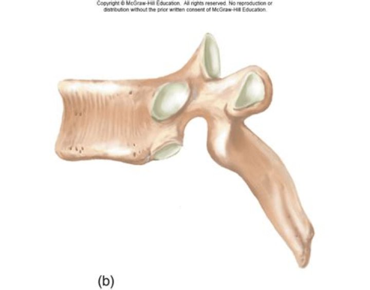 Lateral view of Thoracic Vertebrae Quiz