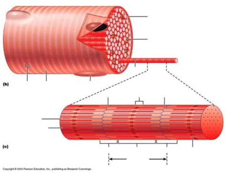 Microscopic anatomy of skeletal muscle Quiz