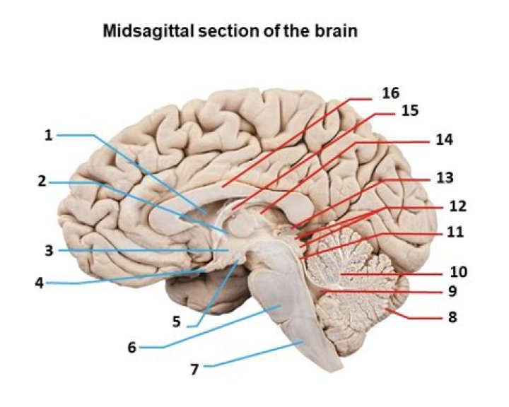 Midsagittal Section of The Brain Quiz