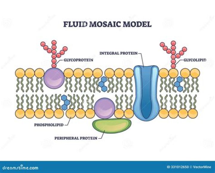 Modelul Mozaic Fluid — Quiz Statistics