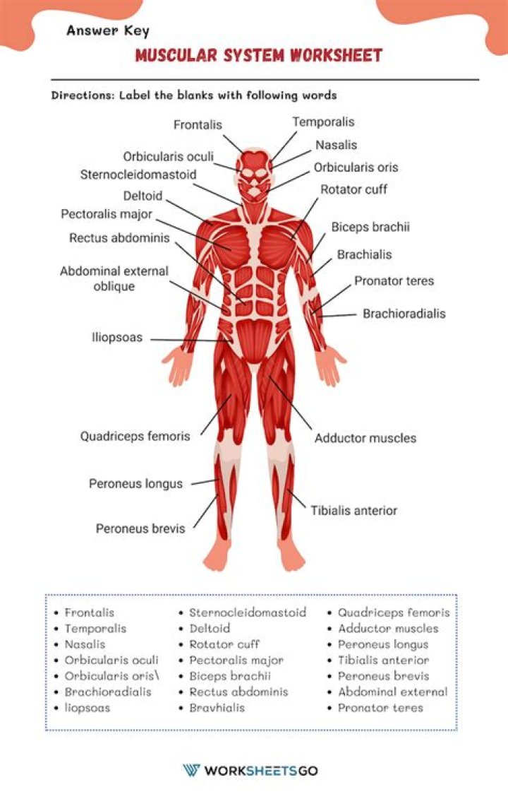 Muscle Man Labeling (7th Grade) Quiz
