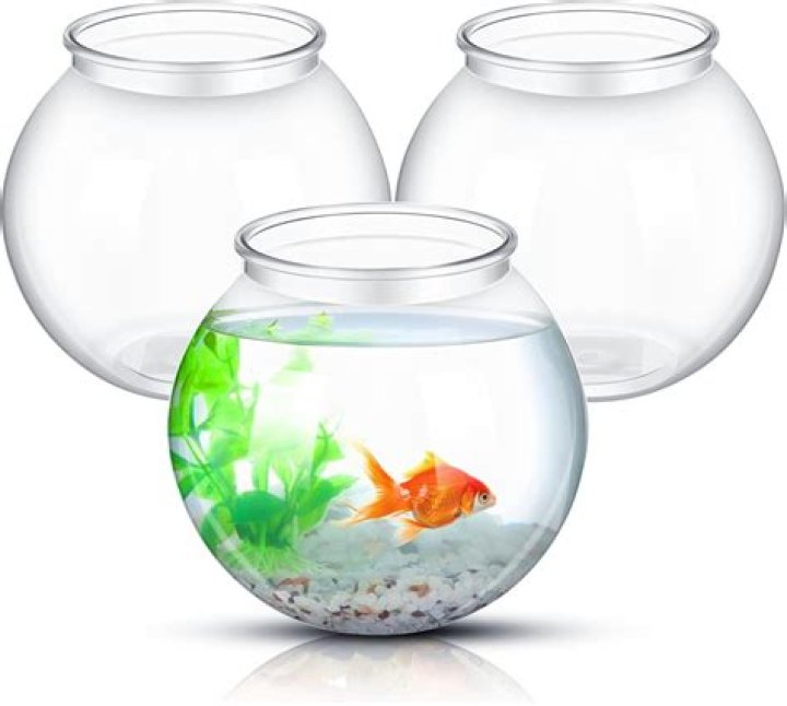 Once you have several fish bowls with ..