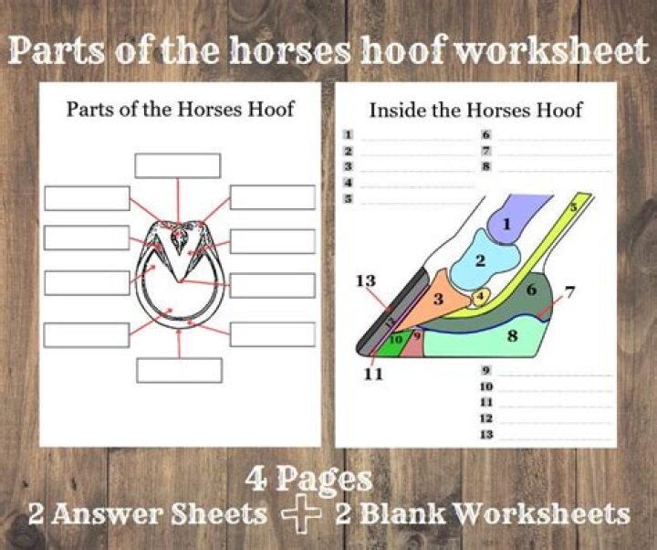 Parts of a Horse Halter — Printable Worksheet