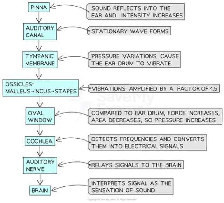 Pathway of sound waves Quiz