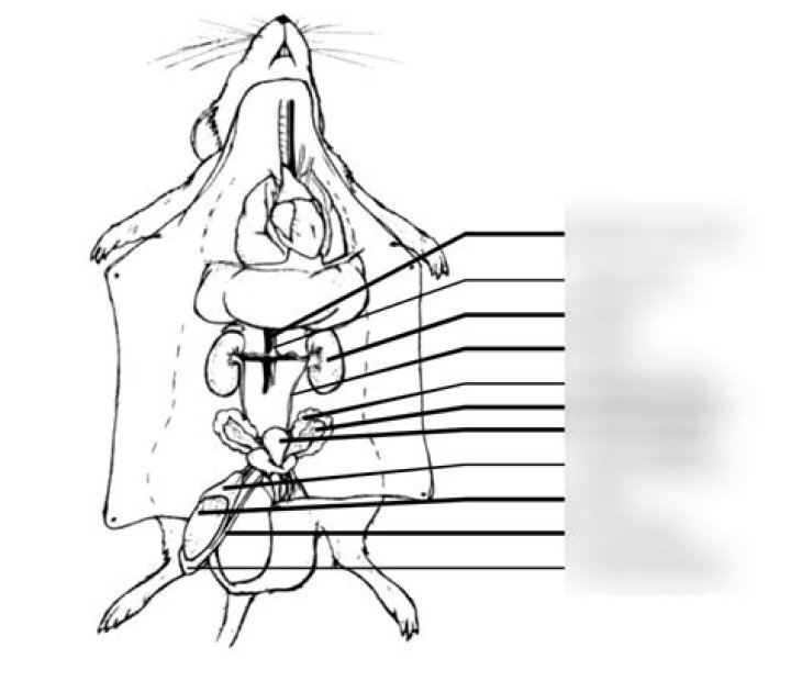 Rat Dissection Anatomy Quiz