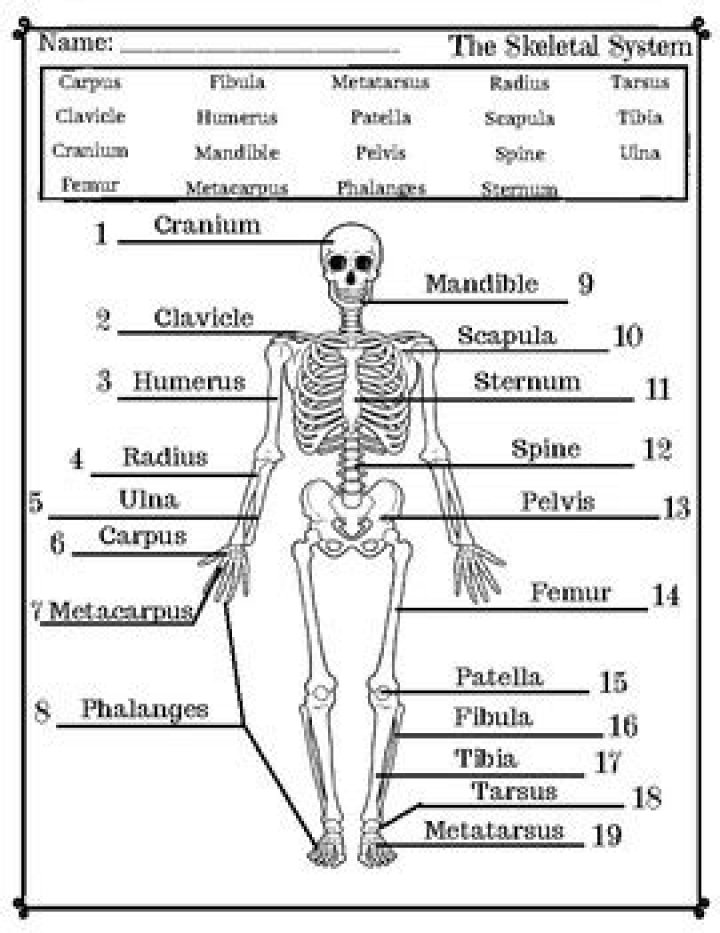 Skeletal System Labeling Quiz