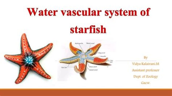 Starfish Water Vascular System Quiz