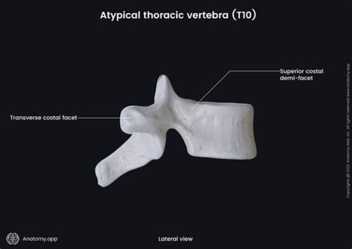 Thoracic Vertebrae- Superior and Lateral view Quiz