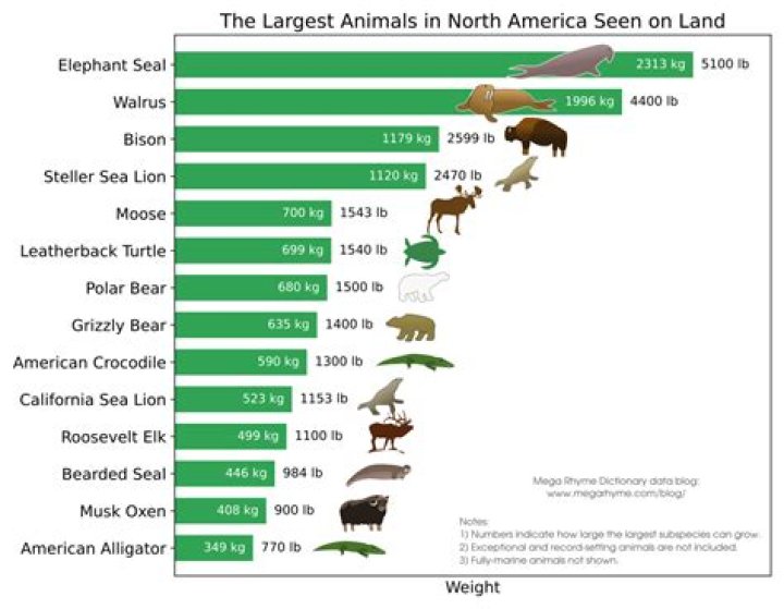 
Top 7 An Animal That Weighs Over 1,000 Lbs-Answers