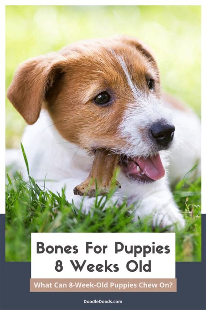 
Top 7 Something a puppy chews-Answers