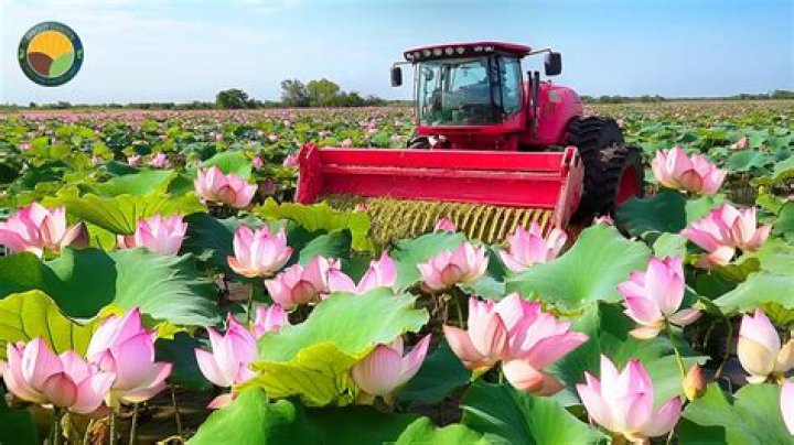 V Rising: Highland Lotus Farming Guide 2024 (January)