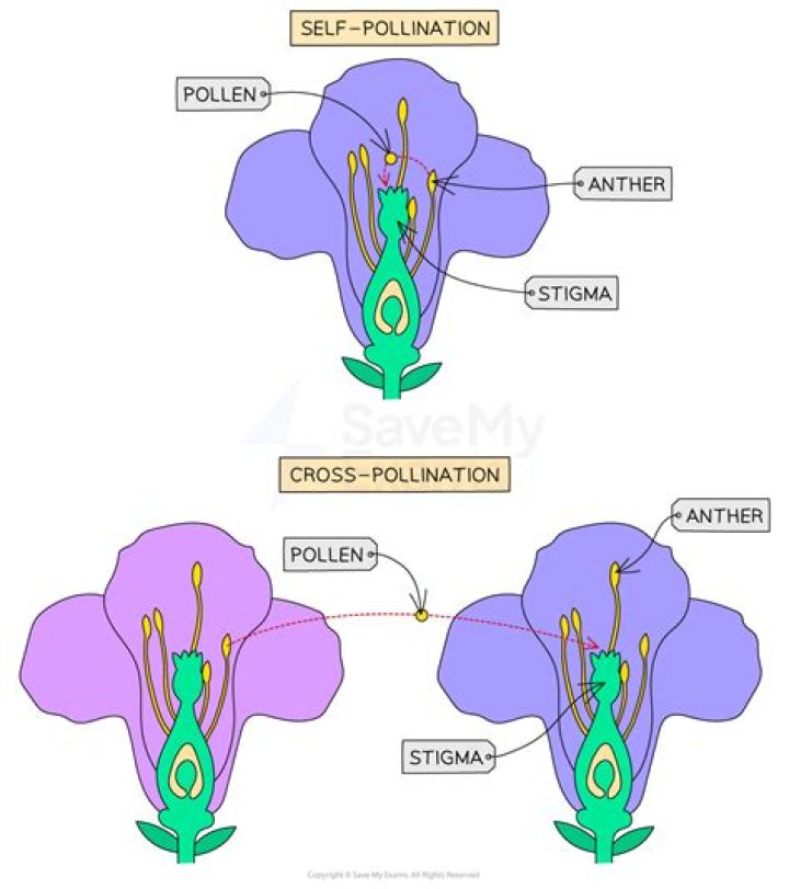 What is it called when a father is attracted to his daughter?