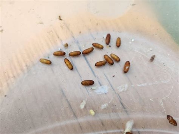 Will a roach eat a dead roach?